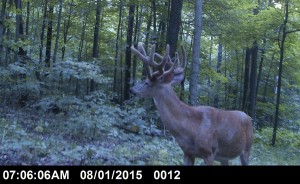 IN dagger trail camera buck 3