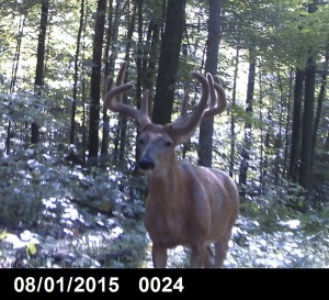 In dagger trail camera buck 2