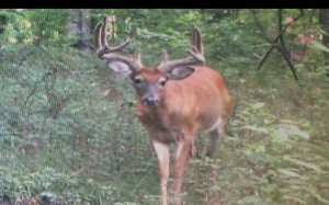 KY trail cam big buck 2015