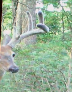 KY trail camera big buck 3