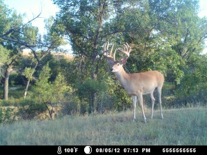 SD trail cam 2012