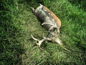ehd buck 2015