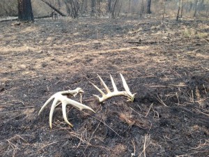idaho fire sheds 1