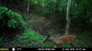 no good buck tommy
