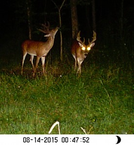 trail cam midwest 1