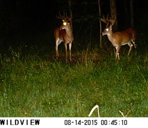 trail cam midwest 2