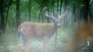 trail camera monster mitch 1