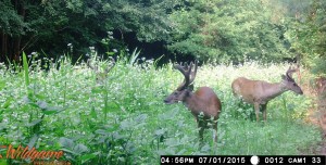 va trail camera 4