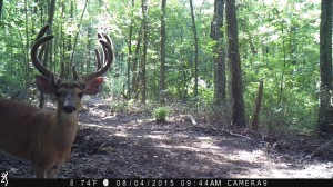 va trail camera buck 1