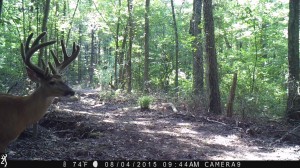 va trail camera buck 2