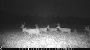 va trail camera buck 3