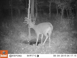 zach cam freak buck 2
