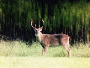 big buck
