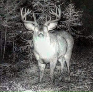 big round buck