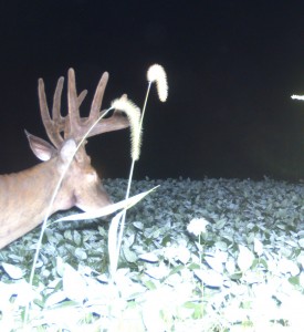 in trail camera 1