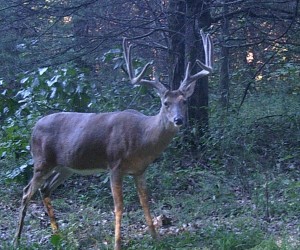 mo trail camera 3