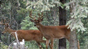 mt whitetails 2