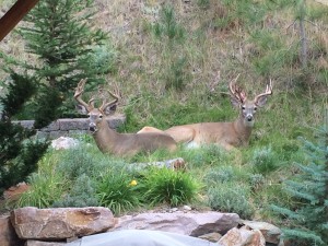 mt whitetails 2