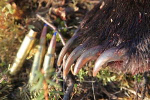 Claws.Ammo