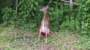 doe big belly