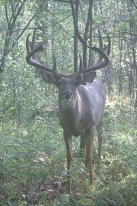south georgia 8 point