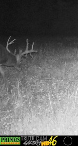 va buck lose velvet