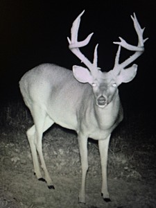 zach trail cam 2