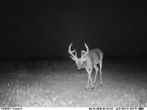 zach trail cam 3
