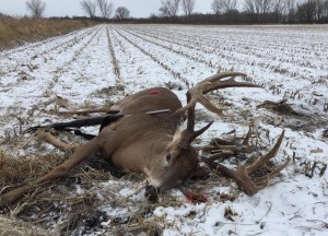 WI giant 183 3