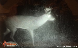 3 legged deer