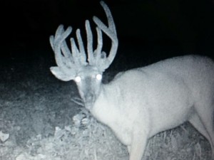 missouri antlered doe