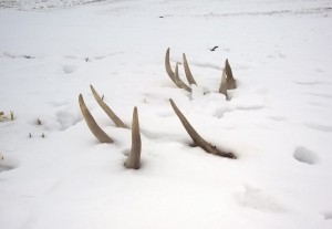 SD shed report