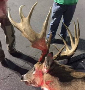 alabama roadkill