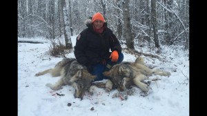 saask wolf 1