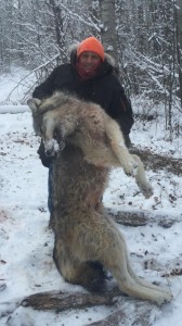 sask wolf 2