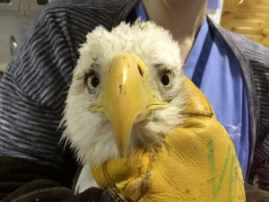 VA eagle