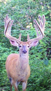 WI new wr buck