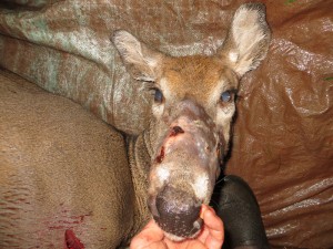 mn leif big nose 2