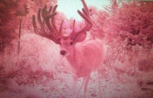 monster cam buck 2013 270 inches iowa free range