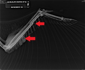 va eagle x ray