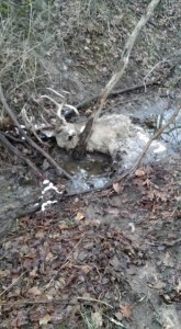 ohio double drop deadhead