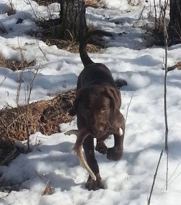 shed dog dan
