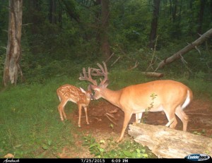 va trail camera buck and fawn