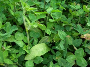 food plot clover