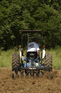food plots for deer 045