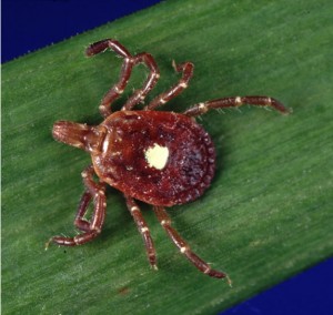 lone star tick