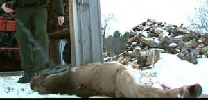 VT poaching 2