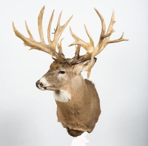 bc smith buck