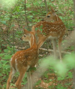 fawns 1 (2)