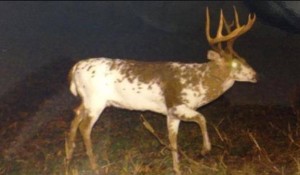 va piebald 1